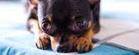 Cute black chihuahua with big eyes resting indoors on a bed.